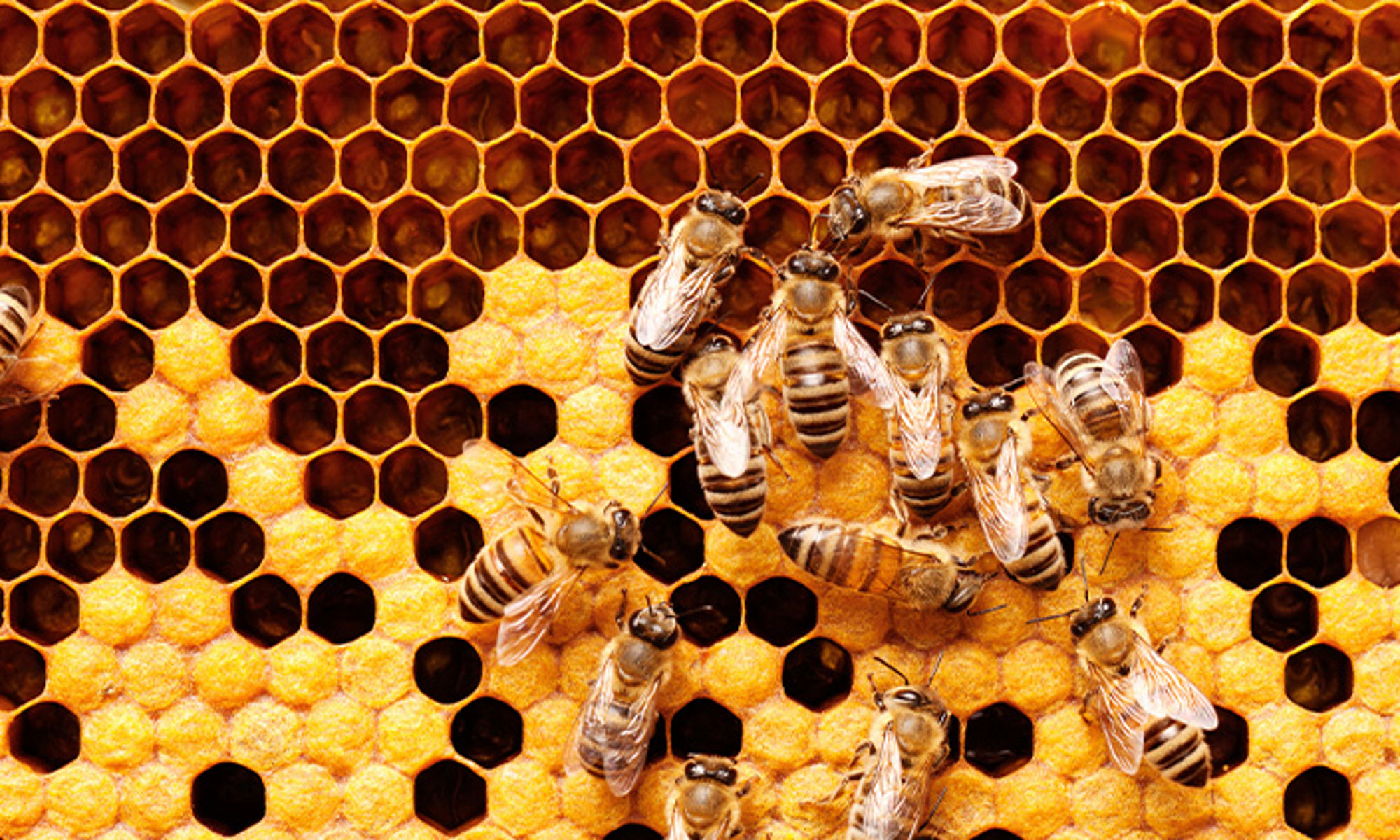 《沙丘 2》：蜜蜂跳舞与 SSD 创新