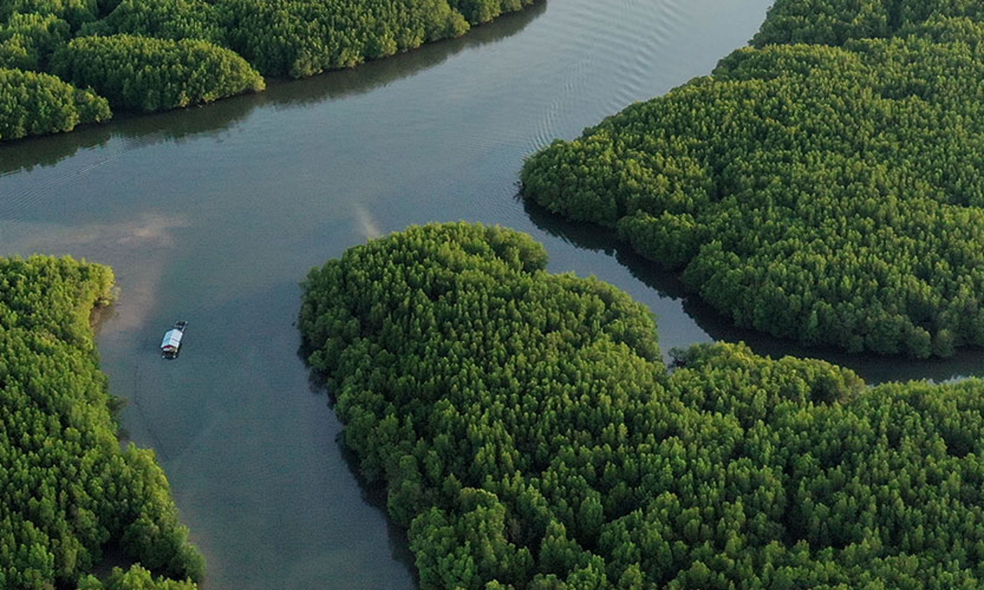 Aerial view of a river flowing through a jungle