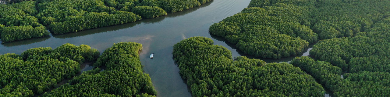 Aerial view of a river flowing through a jungle