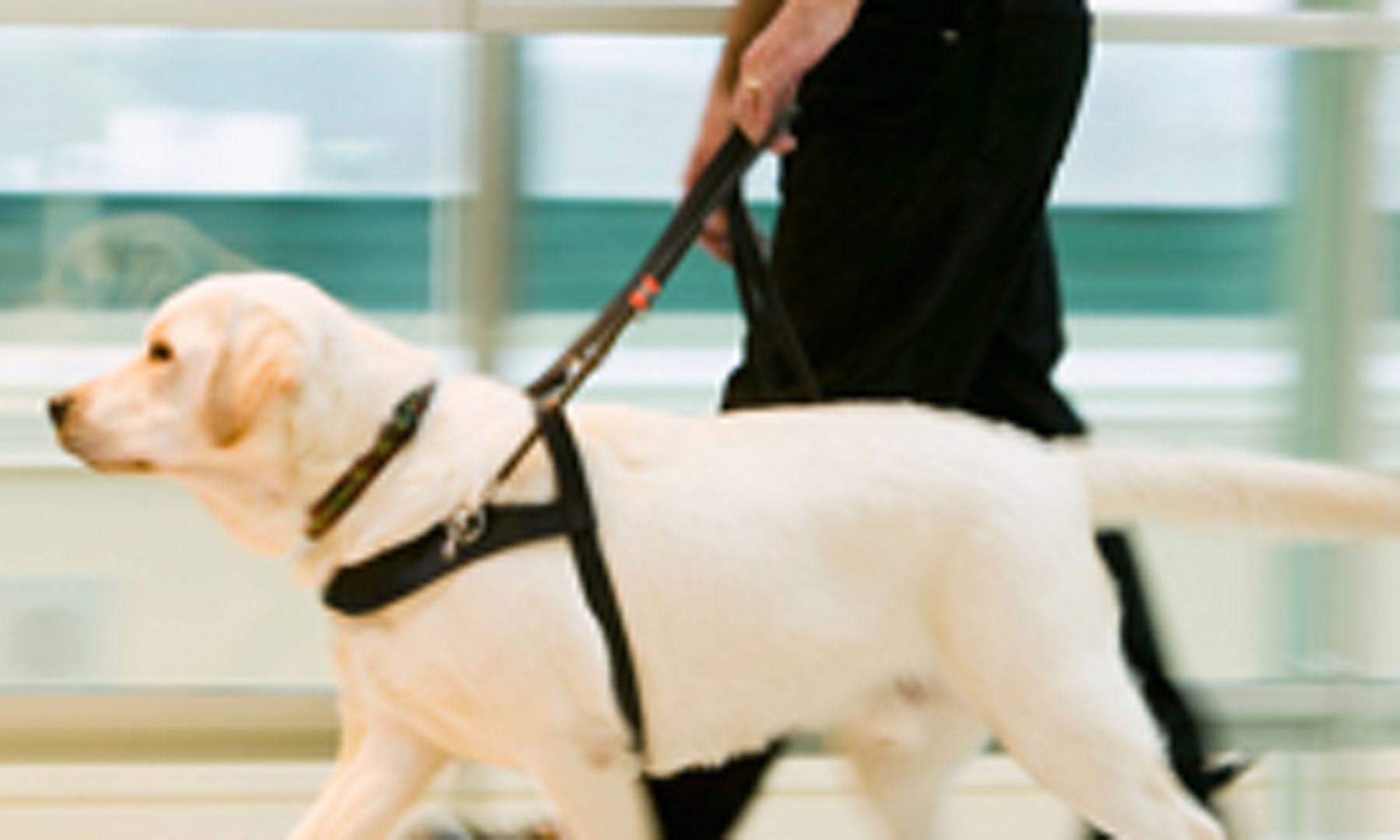 man walking a dog