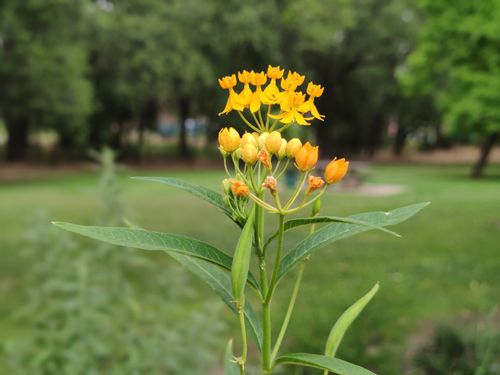 photograph of flower taken with the 2020 Xiaomi Mi 10 Pro
