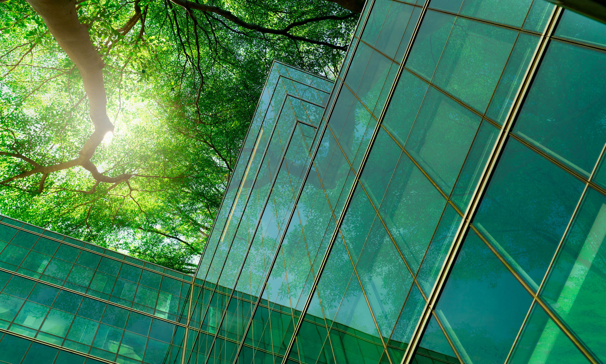 building and tree 