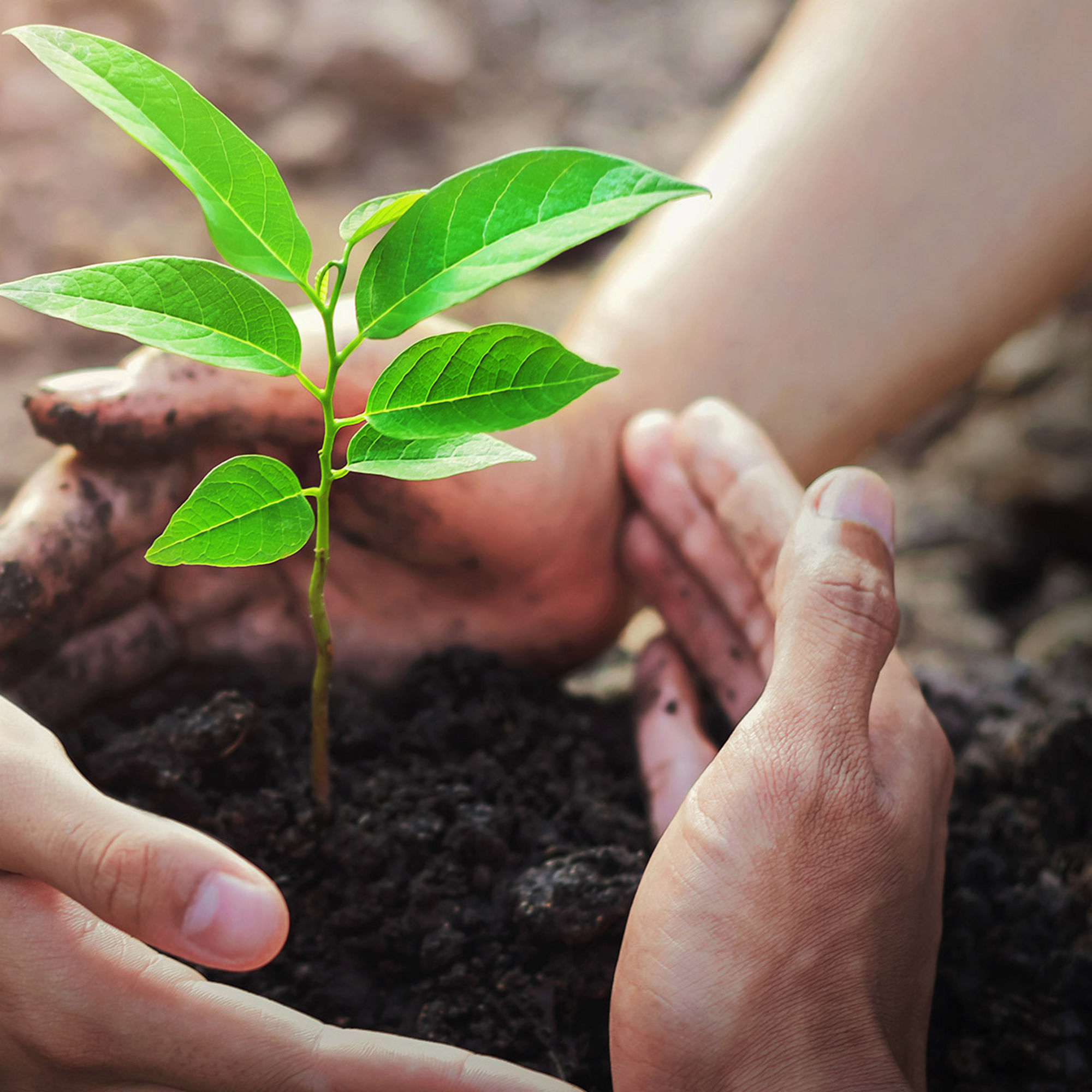Hands planting a small plant in some rich soil